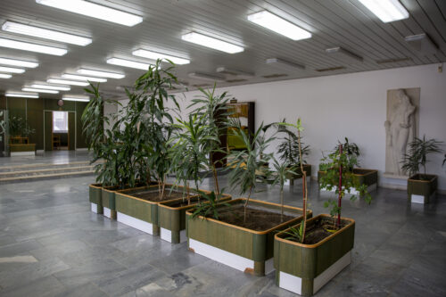 The entrance hall is decorated by plants evoking the atmosphere of the 1980s 