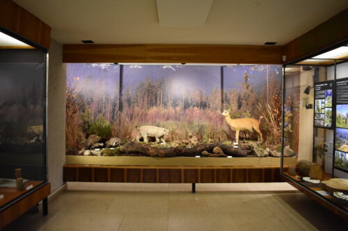 Expozičná hala – v roku 2003 boli výstavné vitríny doplnené o zasklené plochy